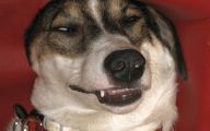 Funny Dog Breed Mixes 8 Desktop Background
