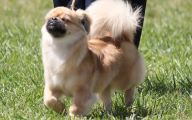 Funny Dog Breed Names 10 High Resolution Wallpaper