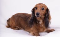Funny Dog Breed Names 11 High Resolution Wallpaper