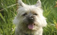 Funny Dog Breed Names 28 Cool Hd Wallpaper