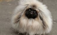 Funny Dog Breed Names 32 Cool Wallpaper
