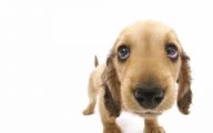 Funny Dog Clips Download 19 Desktop Background