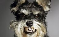 Funny Dog Clips Download 21 Hd Wallpaper