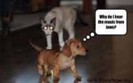 Funny Dog Clips Download 5 Wide Wallpaper