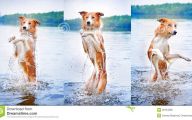 Funny Dog Dancing 5 Hd Wallpaper