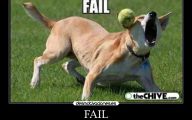 Funny Dog Fails 13 Free Wallpaper