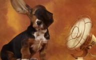 Funny Dog Fails 19 Free Hd Wallpaper
