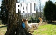 Funny Dog Fails 23 Desktop Background