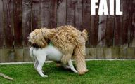 Funny Dog Fails 26 Widescreen Wallpaper