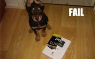 Funny Dog Fails 30 Desktop Wallpaper