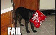 Funny Dog Fails 34 Hd Wallpaper