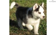 Funny Female Puppy Names 2 Background