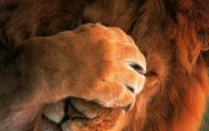 Funny Lions 11 Desktop Wallpaper