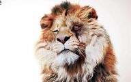 Funny Lions 15 Widescreen Wallpaper