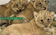 Funny Lions 38 Free Wallpaper