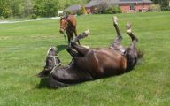 Horse Bloopers Funny 21 High Resolution Wallpaper