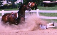 Horse Bloopers Funny 27 High Resolution Wallpaper