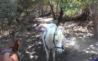 Horse Bloopers Funny 6 Cool Hd Wallpaper