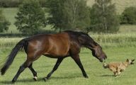 Horse Bloopers Funny 7 Wide Wallpaper
