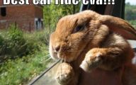 Best Funny Pictures Ever 30 Cool Hd Wallpaper
