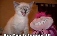 Funny Pictures With Captions 8 Cool Hd Wallpaper