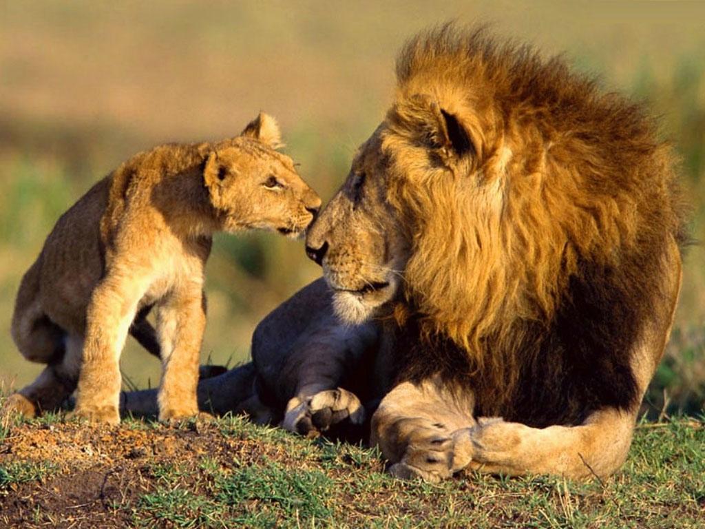 roaring lion wallpaper desktop