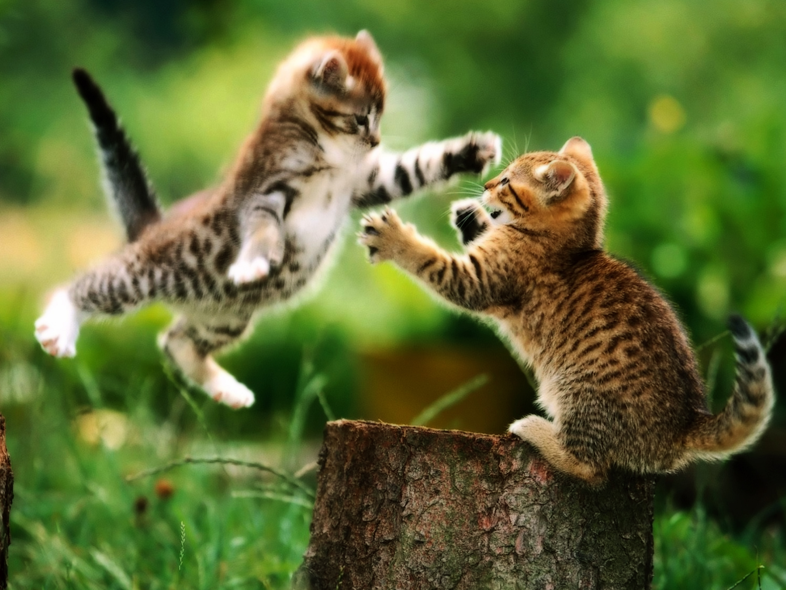 Funny And Cute Cats 6 Widescreen Wallpaper