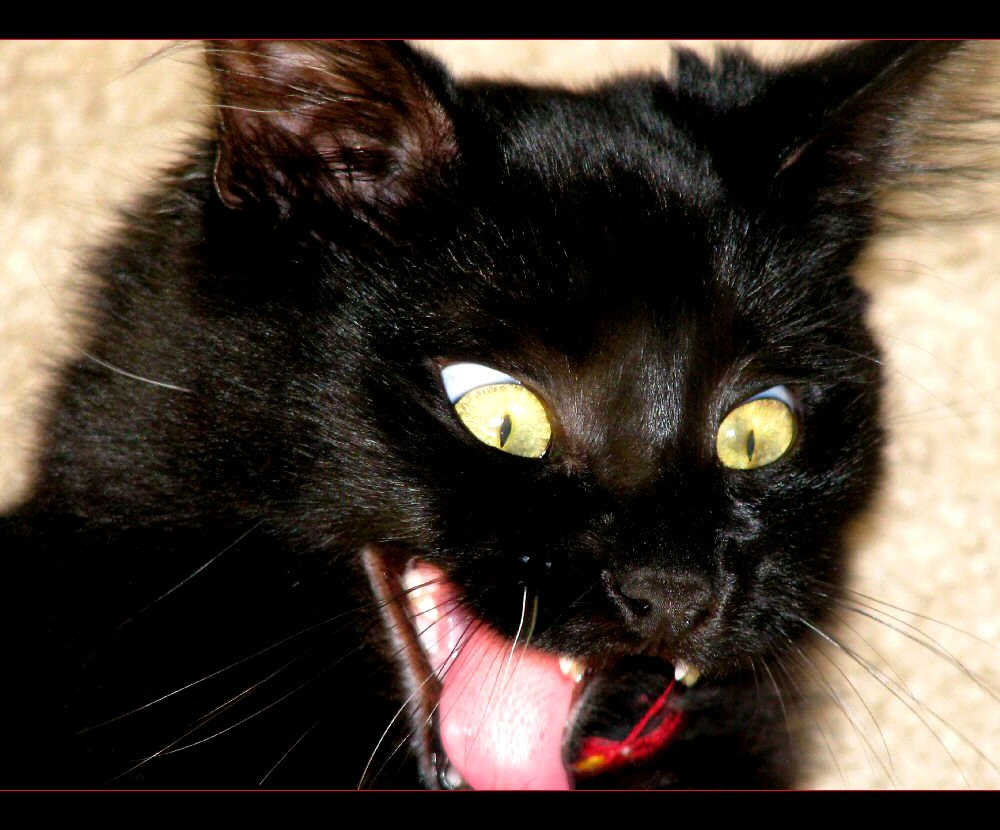 Scared cat. Косоглазые черные коты. Черный кот радуется. Белая кошка с черными ушами. Черный кот высовывает язык гиф.