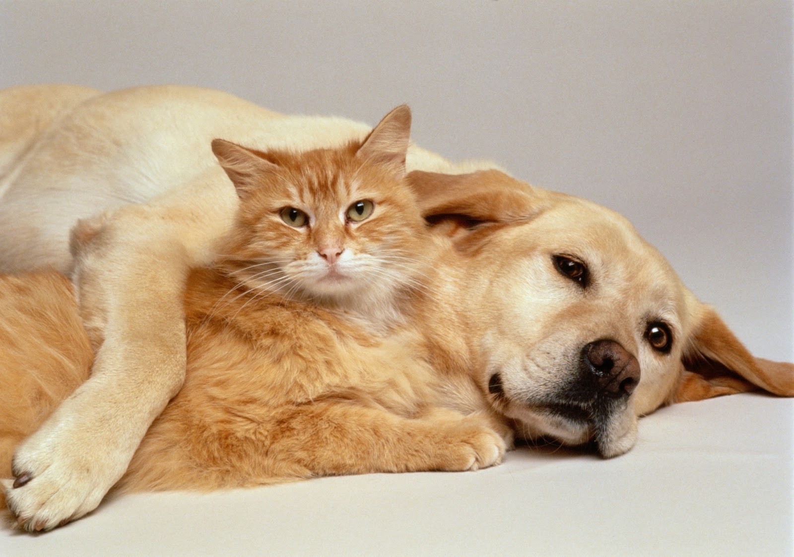 Funny Dogs And Cats Living Together 27 Hd Wallpaper