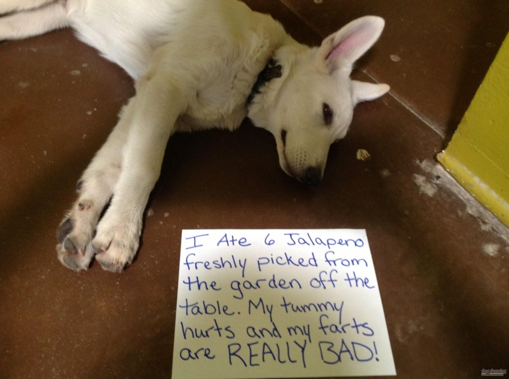 funny dog pictures with signs