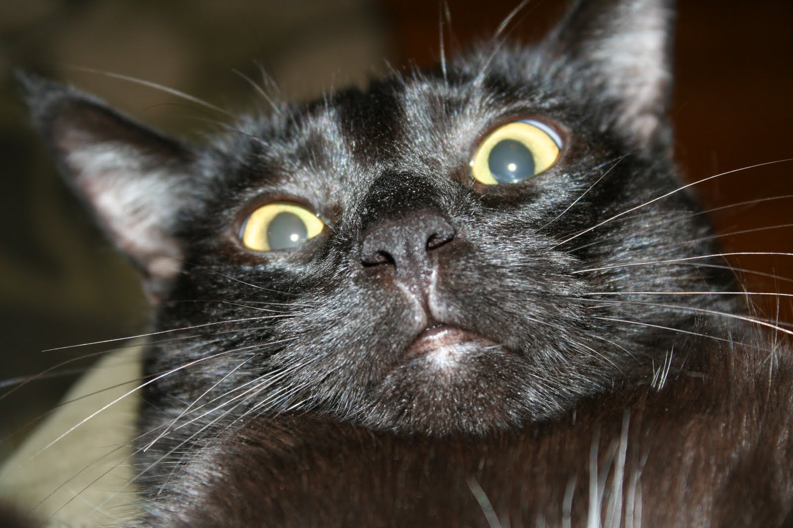 Черная кошка в шоке фото
