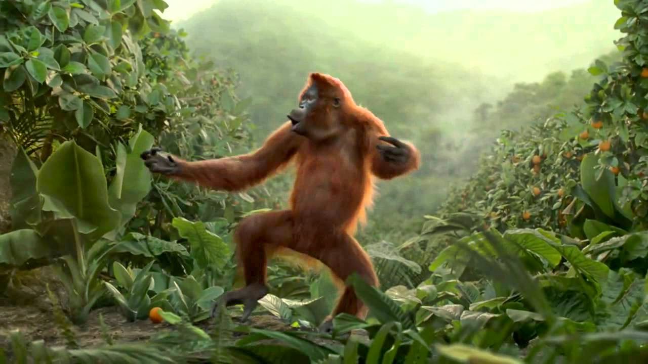 Funny Animals Dancing 35 High Resolution Wallpaper - Funnypicture.org