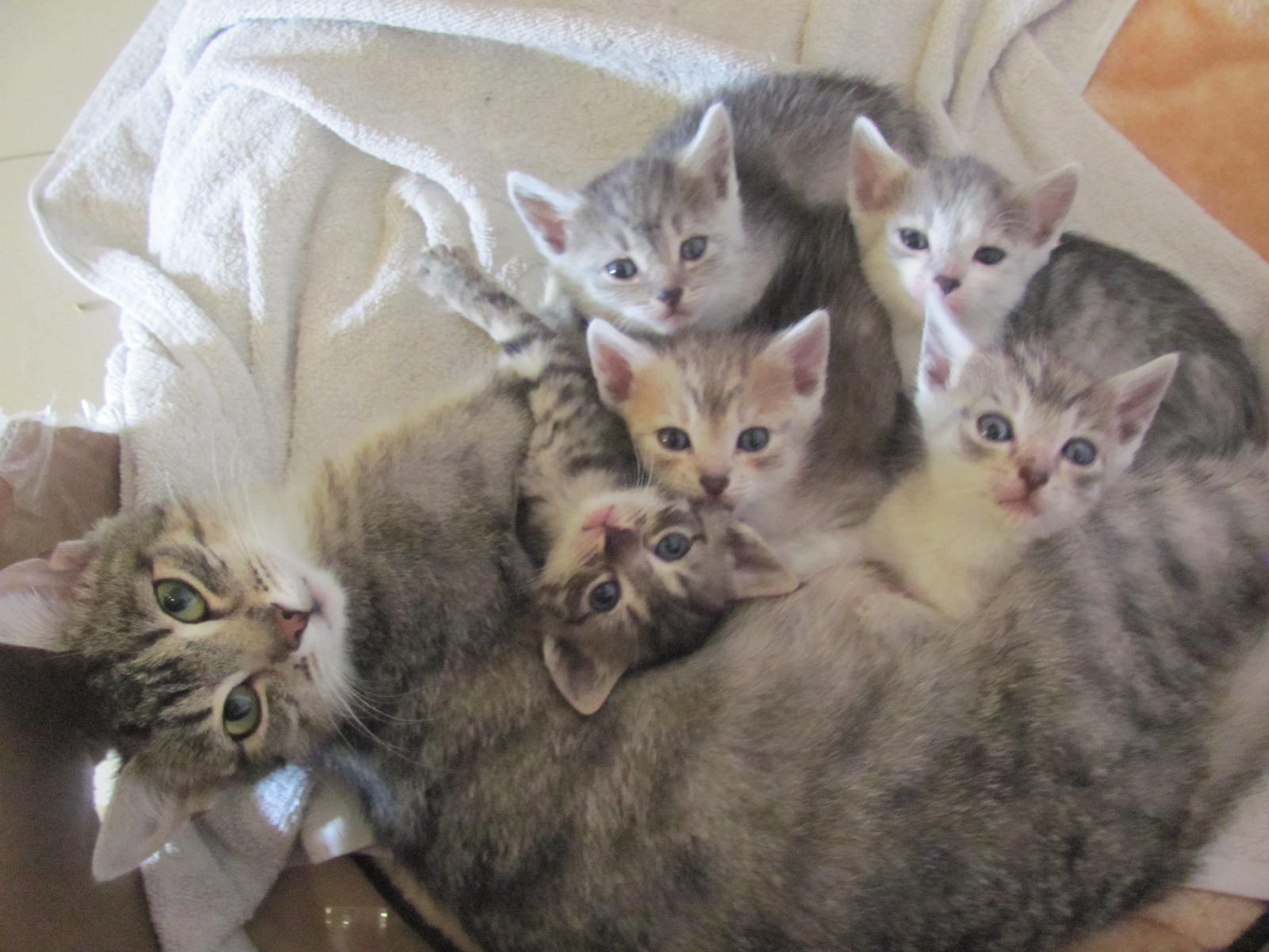 Кошка брата мам. Кошка с котятами. Маленькие котята с мамой. Кошечка с котятами. Пятеро котят.