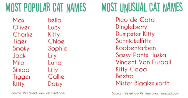 Funny Boy Cat Names 6 Cool Wallpaper