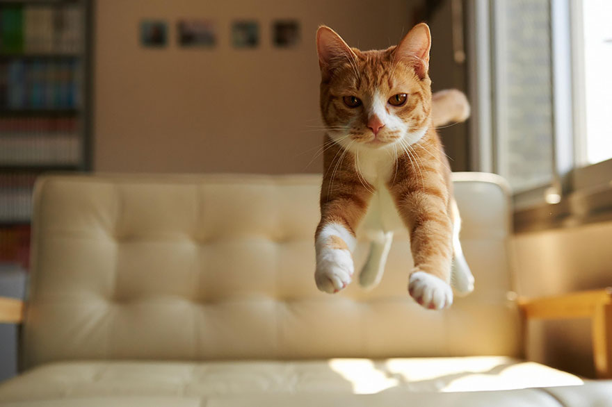funny-cat-jumping-9-high-resolution-wallpaper.jpg
