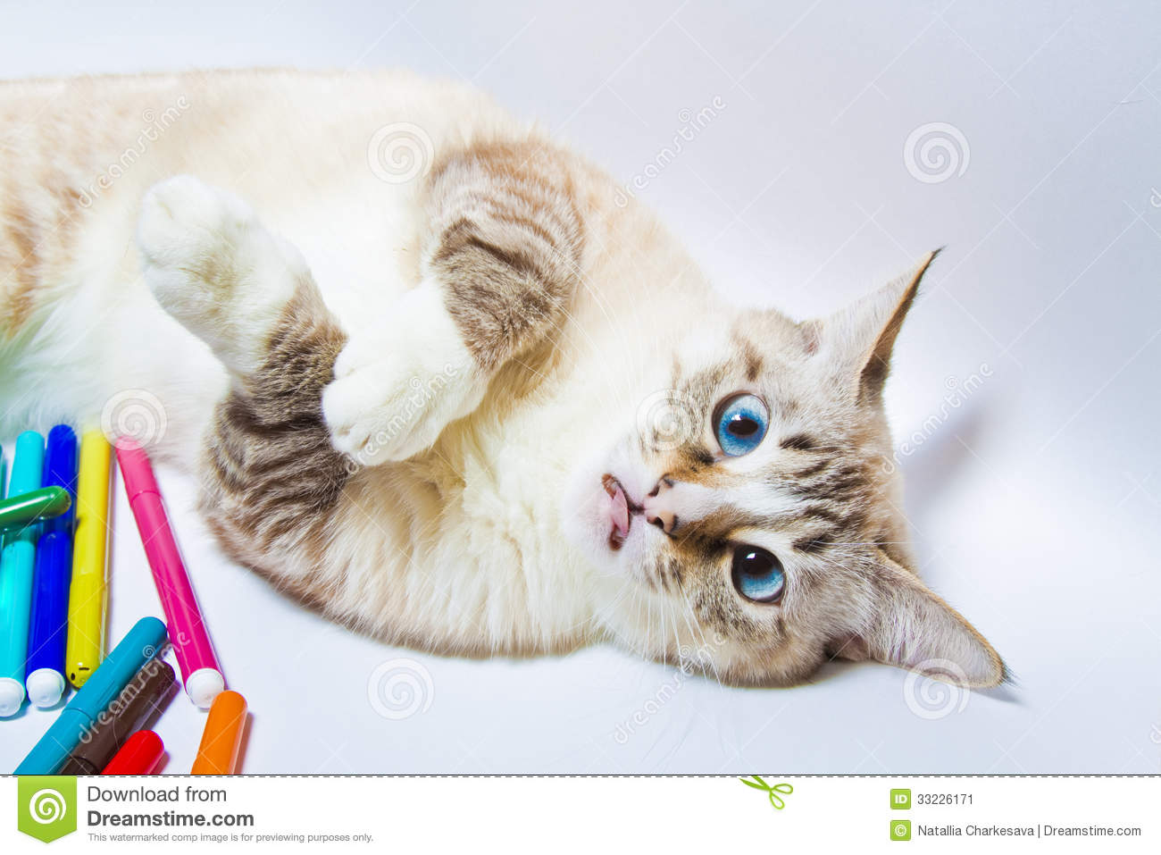 Funny Cat Playing 18 Free Wallpaper